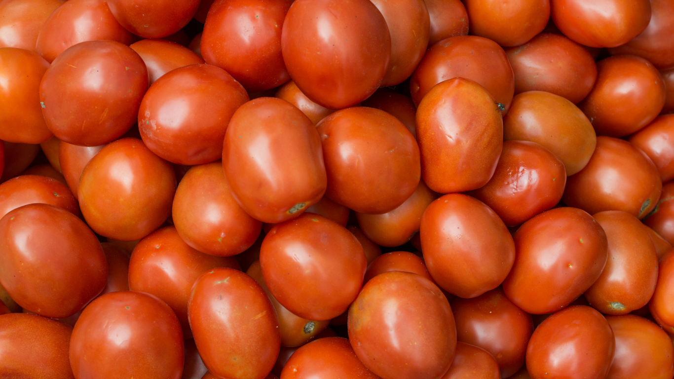 Fresh Tomatoes Export