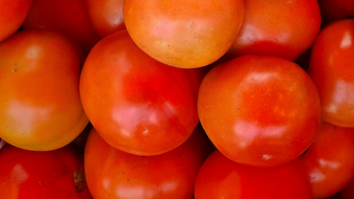 Tomato Export